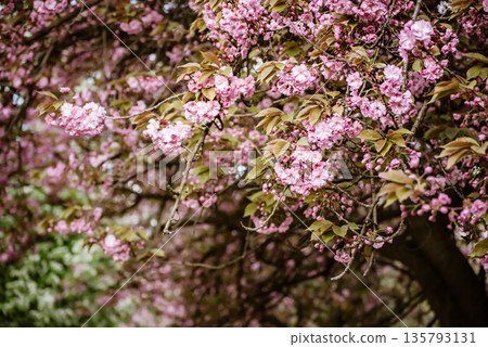 Sakura flowers blooming, spring seasonal Easter background 135793131
