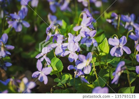 Viola reichenbachiana. Common Violet. Small purple flowers in forest at early spring Viola reichenbachiana. Common Violet. Small purple flowers in forest at early spring 135793135