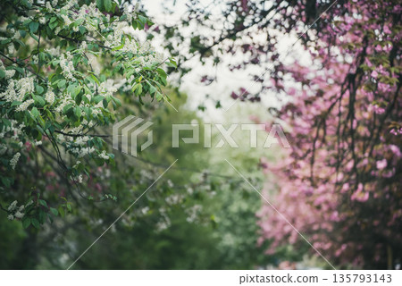 Sakura flowers blooming, spring seasonal Easter background Sakura flowers blooming, spring seasonal Easter background 135793143
