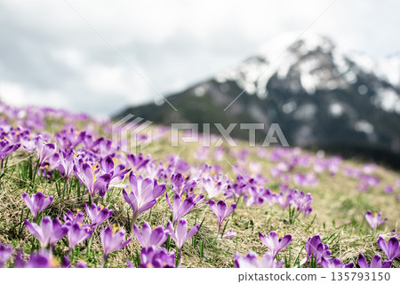 Dolina Chocholowska with blossoming purple crocuses or saffron flowers,Tatra mountains, Poland. 135793150