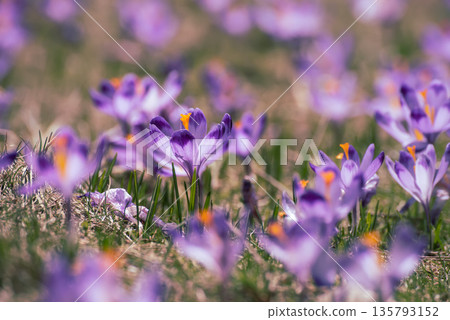 Spring crocus flowers in the grass, Easter seasonal background Spring crocus flowers in the grass, Easter seasonal background 135793152