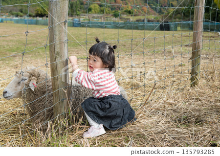 [Grazing sheep and a two-year-old child] 135793285