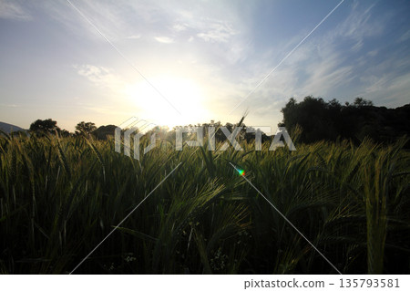 plants growing along the lake 135793581