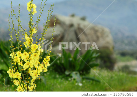 plants growing along the lake 135793595