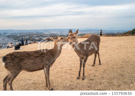 [Autumn] Nara Park, Wakakusayama deer [Evening view] 135793630