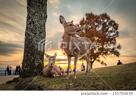 [秋天] 奈良公園、若草山鹿 [傍晚景色] 135793639