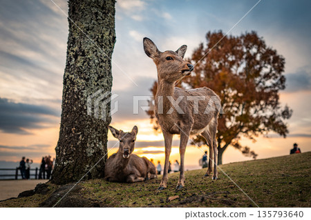 [秋天] 奈良公園、若草山鹿 [傍晚景色] 135793640