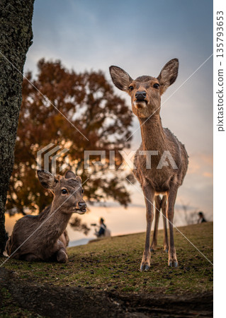 [秋天] 奈良公園、若草山鹿 [傍晚景色] 135793653