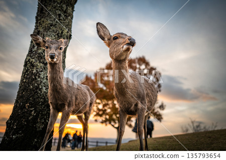 [秋天] 奈良公園、若草山鹿 [傍晚景色] 135793654