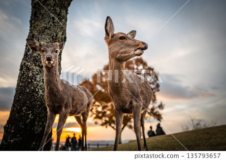 [秋天] 奈良公園、若草山鹿 [傍晚景色] 135793657