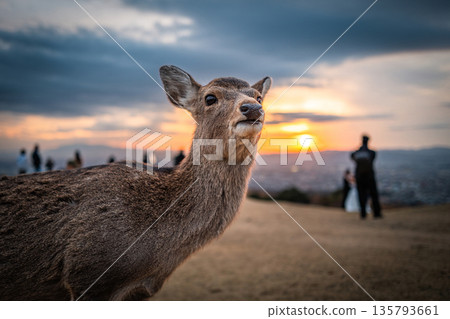 [秋天] 奈良公園、若草山鹿 [傍晚景色] 135793661