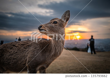 [秋天] 奈良公園、若草山鹿 [傍晚景色] 135793662