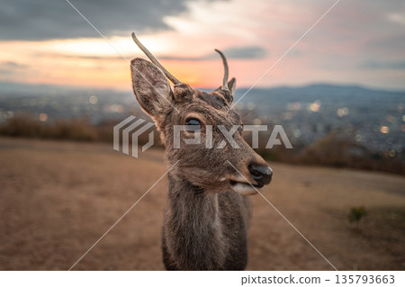 [秋天] 奈良公園、若草山鹿 [傍晚景色] 135793663