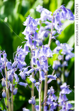 Small, cute, bluish-purple bluebells in bright sunlight at Eastcote House on the outskirts of London Small, cute, bluish-purple bluebells in bright sunlight at Eastcote House on the outskirts of London 135793713