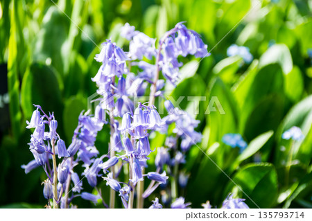 Small, cute, bluish-purple bluebells in bright sunlight at Eastcote House on the outskirts of London 135793714