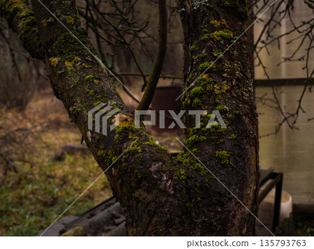 Weathered tree trunk with rough bark detailed by vibrant green moss and yellow lichen, close-up texture showing aged wood, organic patterns and natural outdoor habitat. 135793763