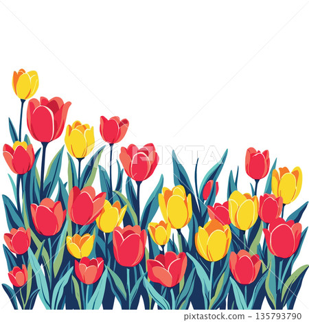 Vsai yellow and red tulips blooming in a spring garden 135793790