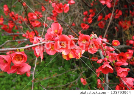 Flowers petals pink purple bush nature natural detail macro photography close up vision 135793964