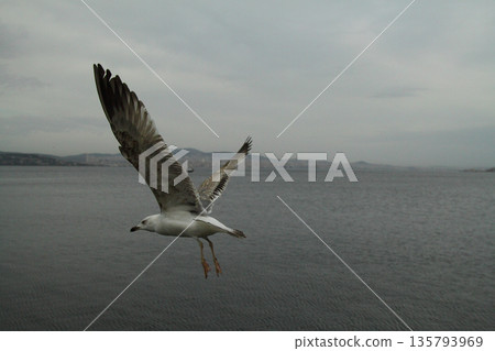 Seagull Flying Freely In The Sky Seagull Flying Freely In The Sky 135793969