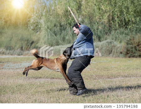 training of belgian shepherd training of belgian shepherd 135794198
