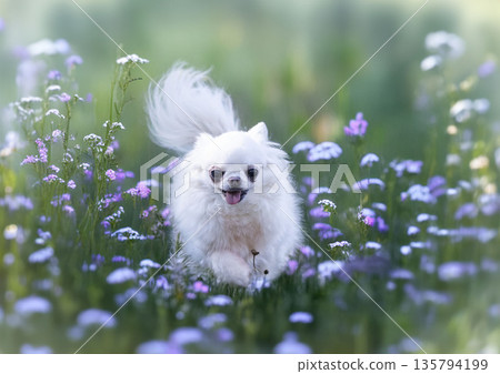 chihuahua in nature 135794199