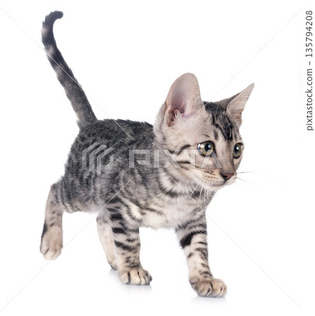 bengal kitten in studio bengal kitten in studio 135794208