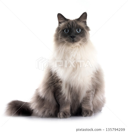 siberian cat in studio siberian cat in studio 135794209