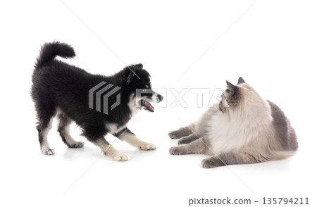 pomsky and siberian cat 135794211