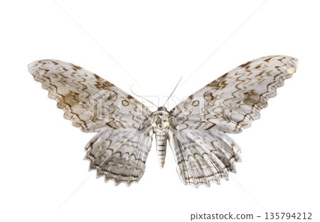 Thysania agrippina in studio 135794212