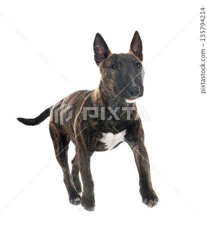 miniature bull terrier in studio miniature bull terrier in studio 135794214