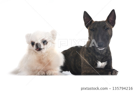 miniature bull terrier and chihuahua miniature bull terrier and chihuahua 135794216