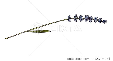 watercolor lavender flower isolated on white background watercolor lavender flower isolated on white background 135794271