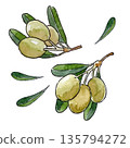 watercolor set of fresh green olives with leaves isolated on white background 135794272