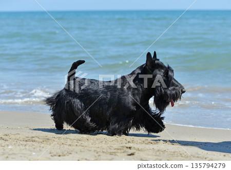 scottish terrier on beach scottish terrier on beach 135794279