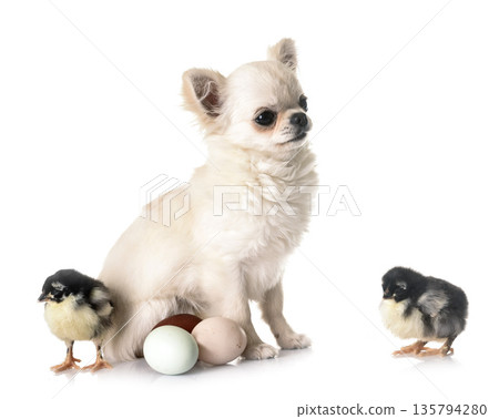 puppy chihuahua and chicks 135794280