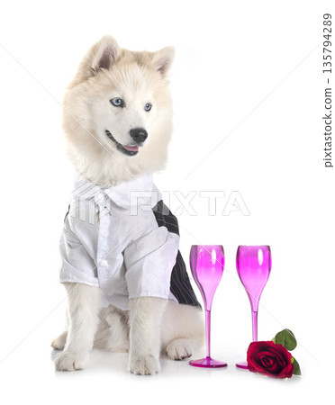 Pomsky in studio Pomsky in studio 135794289