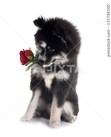 Pomsky in studio Pomsky in studio 135794300