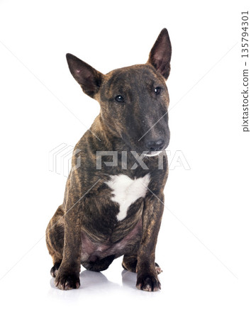 miniature bull terrier in studio miniature bull terrier in studio 135794301