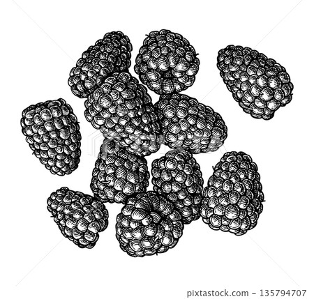 Handful of blackberries. Ink sketch. 135794707