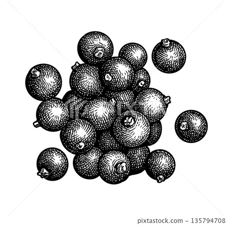Blackcurrant handful. Isolated ink sketch. Blackcurrant handful. Isolated ink sketch. 135794708