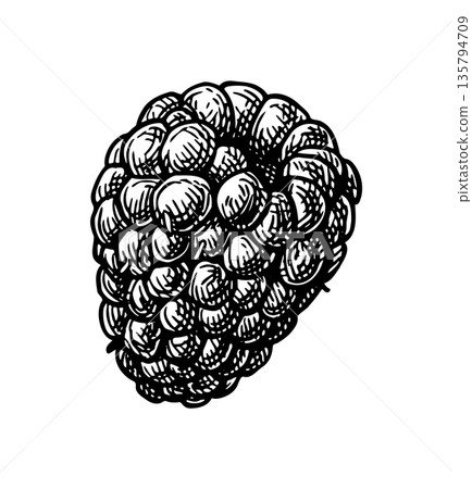 Blackberry ink sketch Blackberry ink sketch 135794709