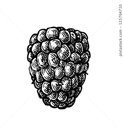 Blackberry ink illustration. 135794710