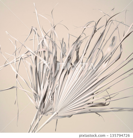Dried palm leaves creating minimalist botanical abstraction 135794726