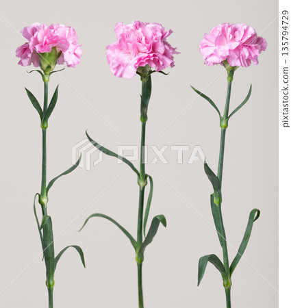 Three pink carnations standing on light background 135794729