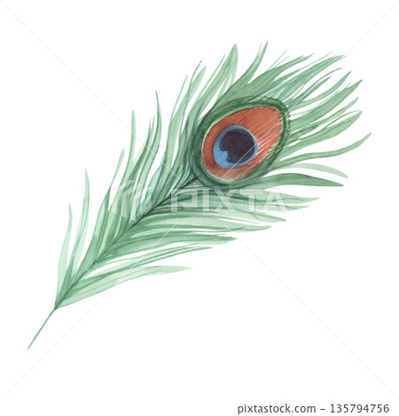 Peacock feather. Handmade watercolor illustration. For packaging design, cards, cover, wallpaper, prints, product labels and fabric. 135794756
