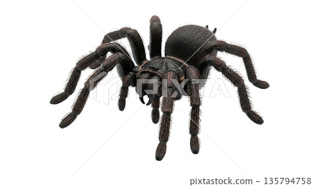 Close-up of a large hairy tarantula spider 135794758