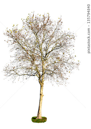 Leafless deciduous tree isolated on transparent background, natural element for landscape and design projects. Leafless deciduous tree isolated on transparent background, natural element for landscape and design projects. 135794840