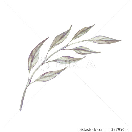 A single twig with green leaves on an isolated background. Watercolor illustration of a plant in its natural color. A botanical clipart for postcards, invitations, and scrapbooking. 135795034