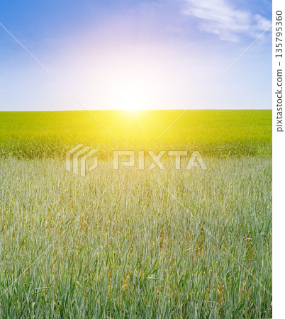Sunrise Over Rural Landscape with Young Cereal Crops Sunrise Over Rural Landscape with Young Cereal Crops 135795360