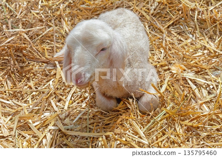 Newborn Lamb Laying Down Newborn Lamb Laying Down 135795460